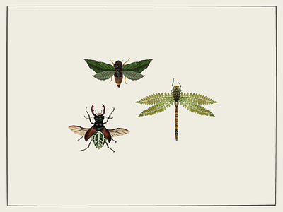 Bugs beetle bugs cicada diagram dragonfly insects leaf nature specimen