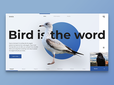 Bird information web app concept