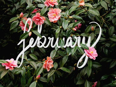 Hello, February february flowers hand lettering ipad pro lettering procreate type