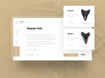 Megladon Tooth card depth dinosaur navigation purchase sand shadow shark tooth ui web website