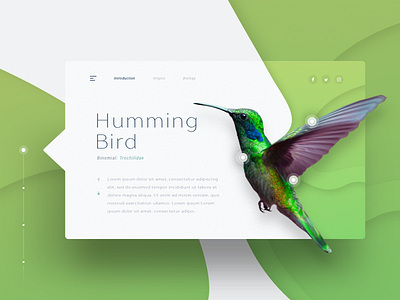 Humming Bird