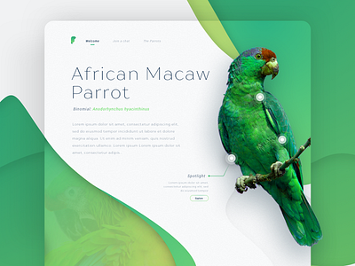 Parrot Talk bird branding depth green information parrot shadow ui web website wildlife