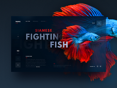 Siamese Fighting Fish abstract app card coloful ecommence fish header landing page minimal nature photograph product red shopping simple typogaphy ui ux vibrant web website