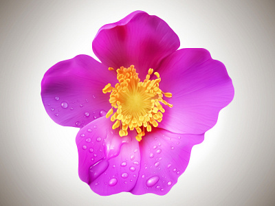 Wild Rose dew drops flower illustration realism realistic rose wild