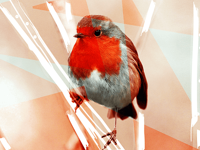 Christmas Robin christmas robin wrapping paper