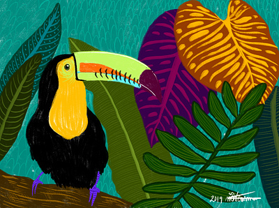 Toucan animals birds graphic design illustration toucan wildlife