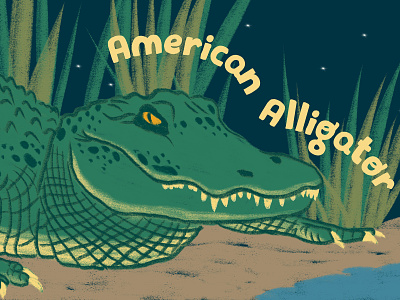 American Alligator animals drawing graphic design illustration nature reptile wildlife