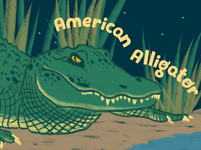 American Alligator