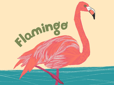 Flamingo animals birds drawing graphic design illustration nature wildlife