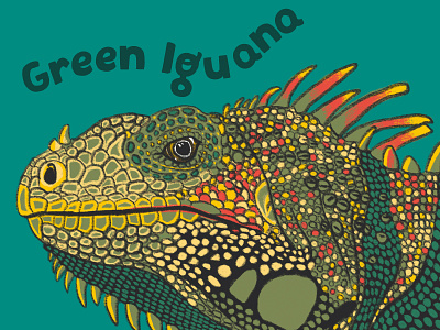 Green Iguana animals drawing graphic design iguana illustration lizard nature reptile wildlife