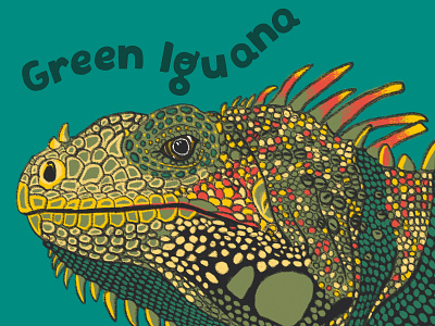 Green Iguana