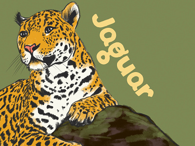 Jaguar animals drawing graphic design illustration wildlife