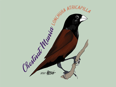 Chestnut Munia / Mayang Pula animals birds drawing graphic design illustration philippine birds wildlife