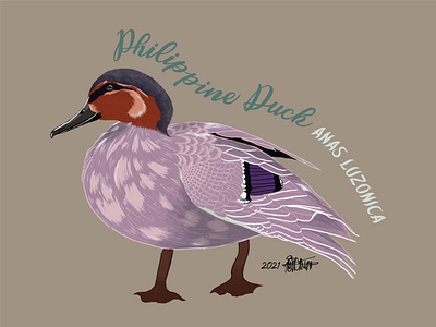 Philippine Duck / Papan animals birds drawing graphic design illustration philippine birds wildlife