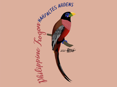 Philippine Trogon / Ibong Adarna animals birds drawing graphic design illustration philippine birds wildlife