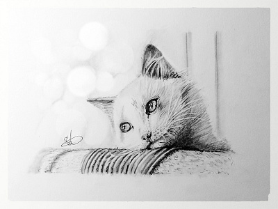 Cat Sketch animals cat drawing kitten portrait sketch