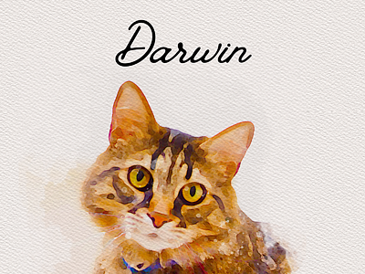 Pet Portrait - Darwin app branding design graphic design illustration logo typography ui ux vector