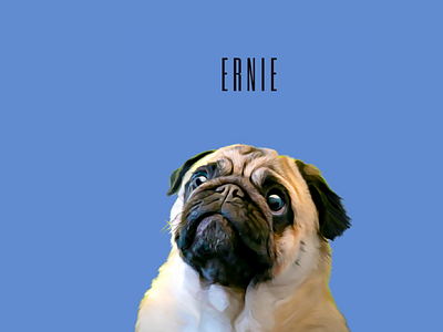 Custom Created Cartoon Effect Pet Portrait: Ernie app branding design graphic design illustration logo typography ui ux vector