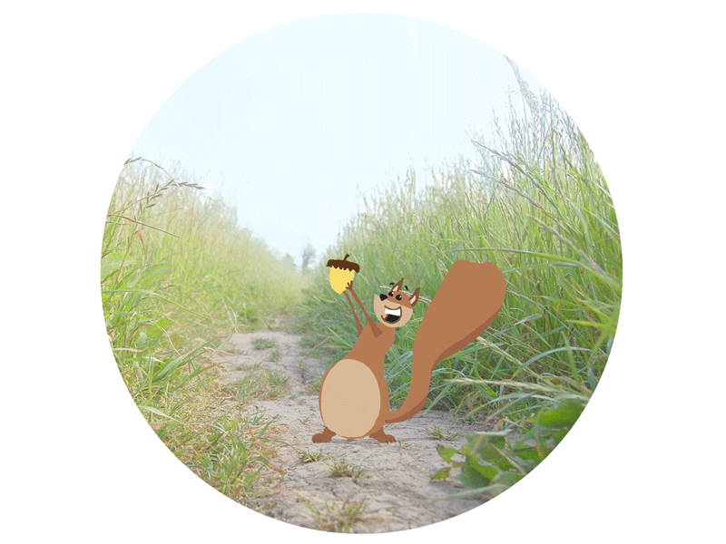 Squirrel Loop animation cel animation character character design gif loop photoshop squirrel