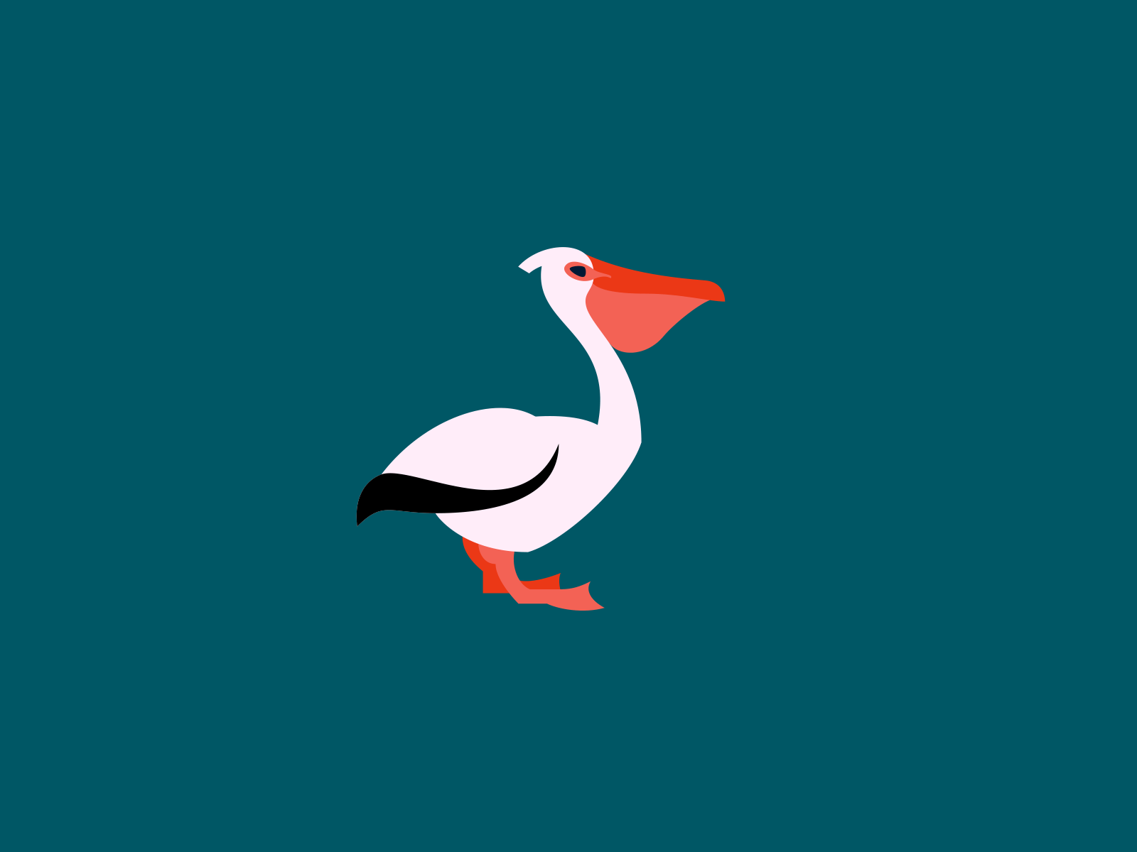 hungry pelican by Danila Khodashinskiy on Dribbble
