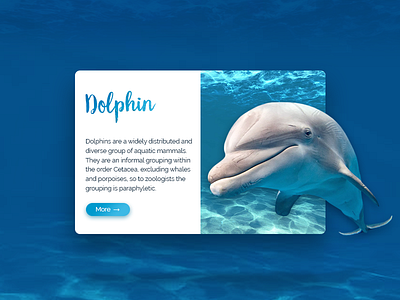 Dolphin - Material design card azerbaijan baku card design dolphin material ui ux web