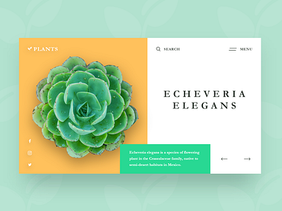Plants - Website design azerbaijan baku design plants typography ui ux web website