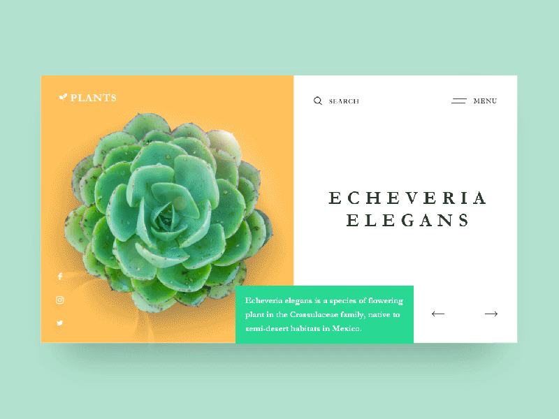 Plants - Website design animation