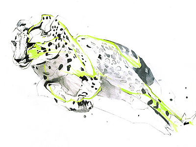 Cheetah animal cheetah copicmarkers graphic illustration drawing speed wgsn wild
