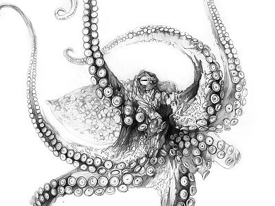 Octopus derwent drawing lines octopus pencil sketch