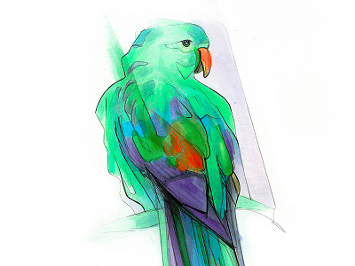 Aves copicmarkers drawing illustration parrot