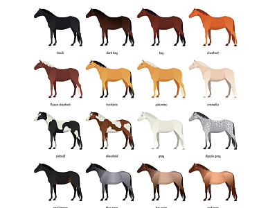 Equine coat color animal bay chestnut coat color cremello equine equistrain horse illustration palomino pony roan vector