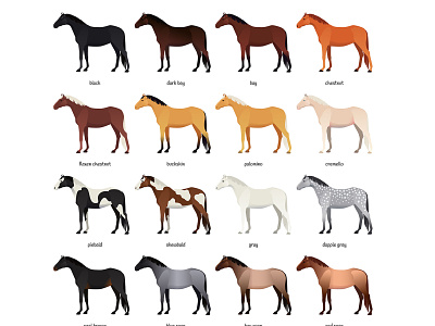 Equine coat color by Anna Merianna on Dribbble