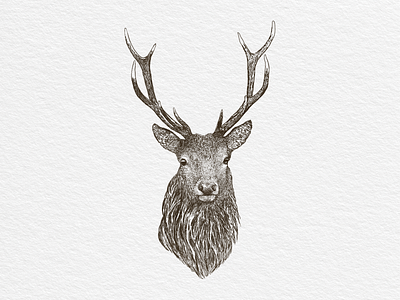 Deer illustration