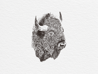 Buffalo bison buffalo hand drawn illustration print vector illustration vintage