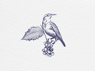 Western Meadowlark Bird bird hand drawn illustration logo meadowlark oregon print vintage western