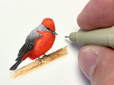 Vermillion Flycatcher art artist bird birds design drawing feathers illustration illustrator ink drawing microart mini miniature nature pen pen art red sketch sketchbook tiny