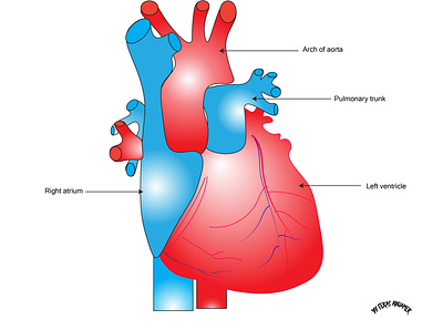 An illustration of a human heart graphic design health illustration medical nursing