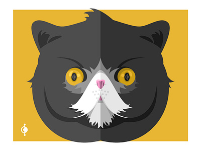 Cat: Exotic Shorthair cat catlover graphic design illustration shorthair