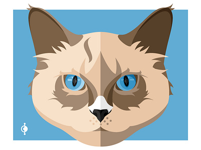 Cat: Ragdoll cat catlover graphic design illustration