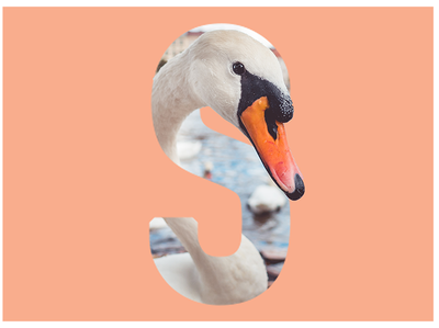 S is for Swan type art monogram typogaphy picture sketch art wildlife letter swan photoshop design