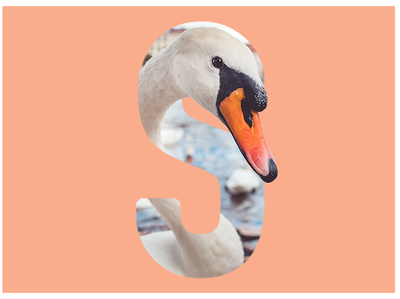S is for Swan art design letter monogram photoshop picture sketch swan type art typogaphy wildlife