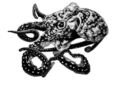 Octopus blackandwhite dot dotwork drawing illustration octopus pieuvre poulpe staedler