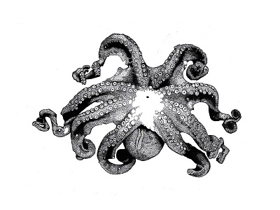 Octopus blackandwhite dotwork faber castell illustration octopus staedler
