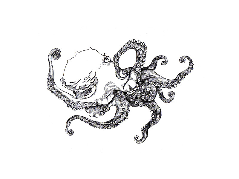 Octopus by Lavirgensasha on Dribbble