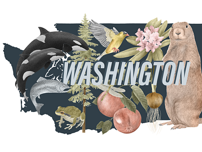 Washington state symbols botanicalillustration goldfinch handdrawn hemlock illustration marmot orca pnw statesymbols surfacepattern wallart washington wildlifeillustration