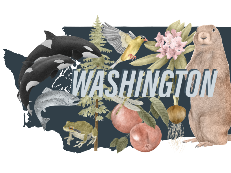 Washington state symbols by Stacy Hsu on Dribbble