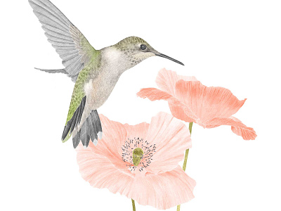Poppy & Hummingbird botanicalillustration floralart hummingbird illustration poppy wallart wildlifeart wildlifeillustration