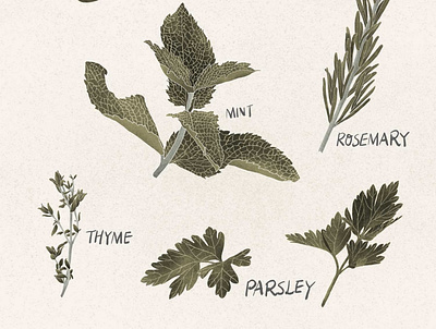 Herbs basil botanicalillustration garden herbs homedecor illustration mint parsley rosemary thyme wallart