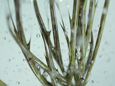 🌱 Plant Life 🌱 3d c4d cinema 4d nature octane plants rain water