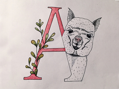 A is for Alpaca